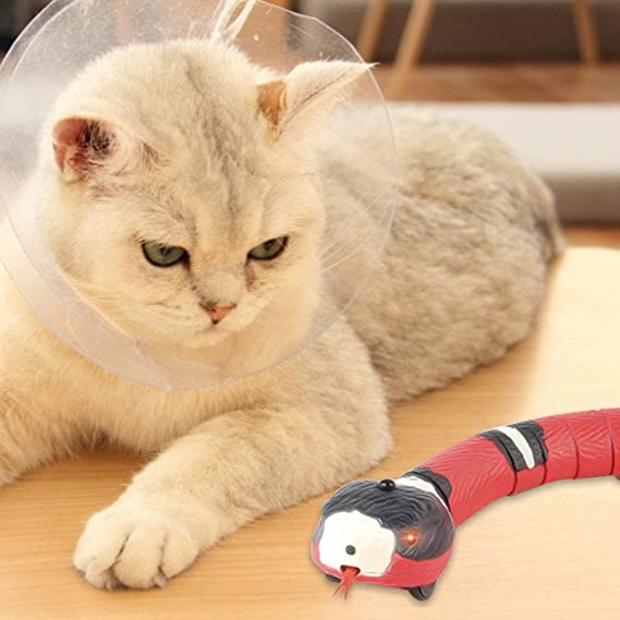 CatWave™ | Die ideale Lösung für aktive Katzen