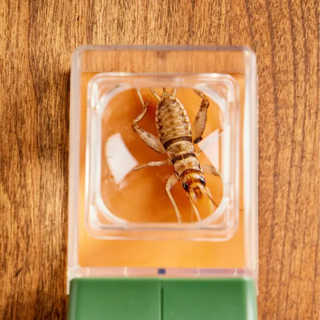 QuickCatch™ | Insekten mühelos entfernen.